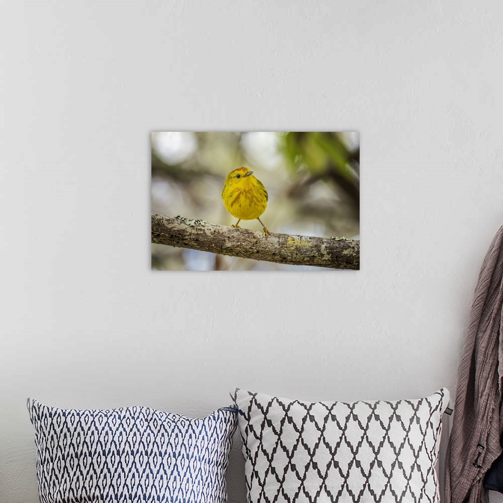 A bohemian room featuring Yellow warbler. San Cristobal Island, Galapagos Islands, Ecuador. South America, Ecuador.