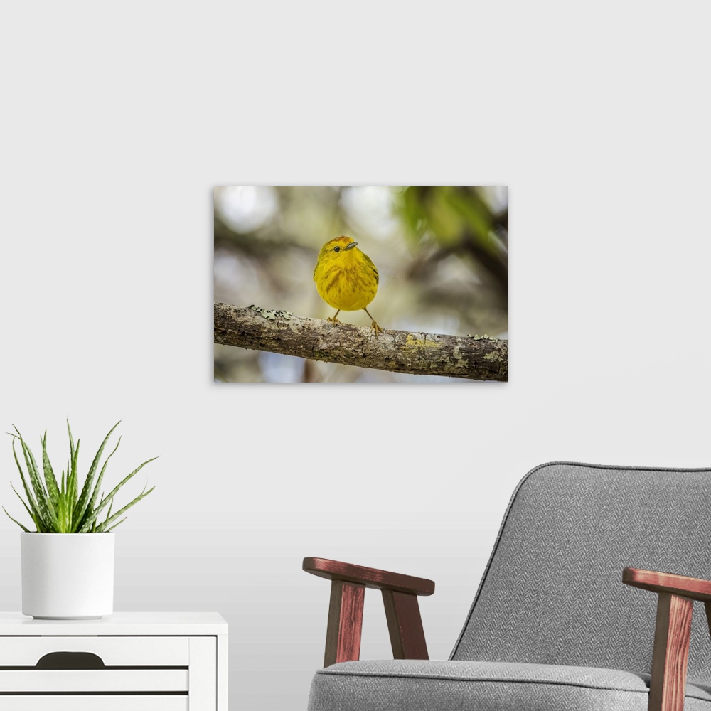 A modern room featuring Yellow warbler. San Cristobal Island, Galapagos Islands, Ecuador. South America, Ecuador.
