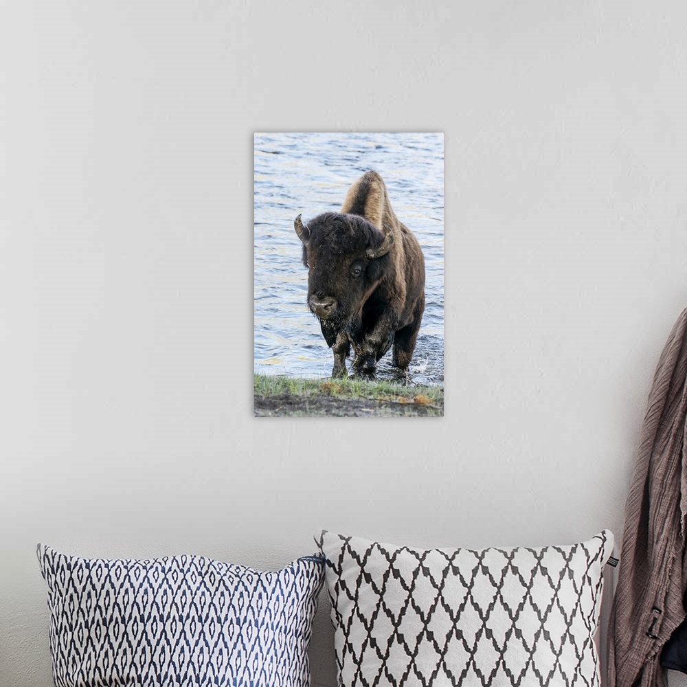 A bohemian room featuring Yellowstone National Park. A bison bull emerging from the Firehole River.
