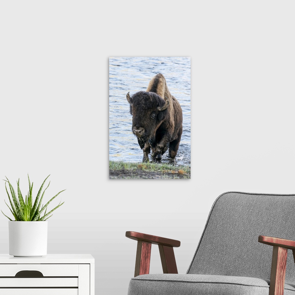 A modern room featuring Yellowstone National Park. A bison bull emerging from the Firehole River.