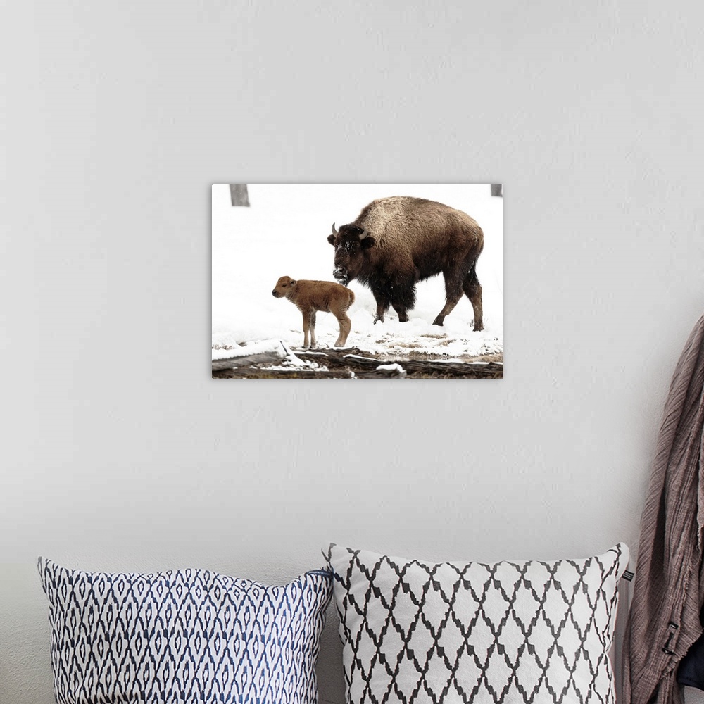 A bohemian room featuring Yellowstone National Park. A female bison feeds while her new born calf shivers in the spring snow.