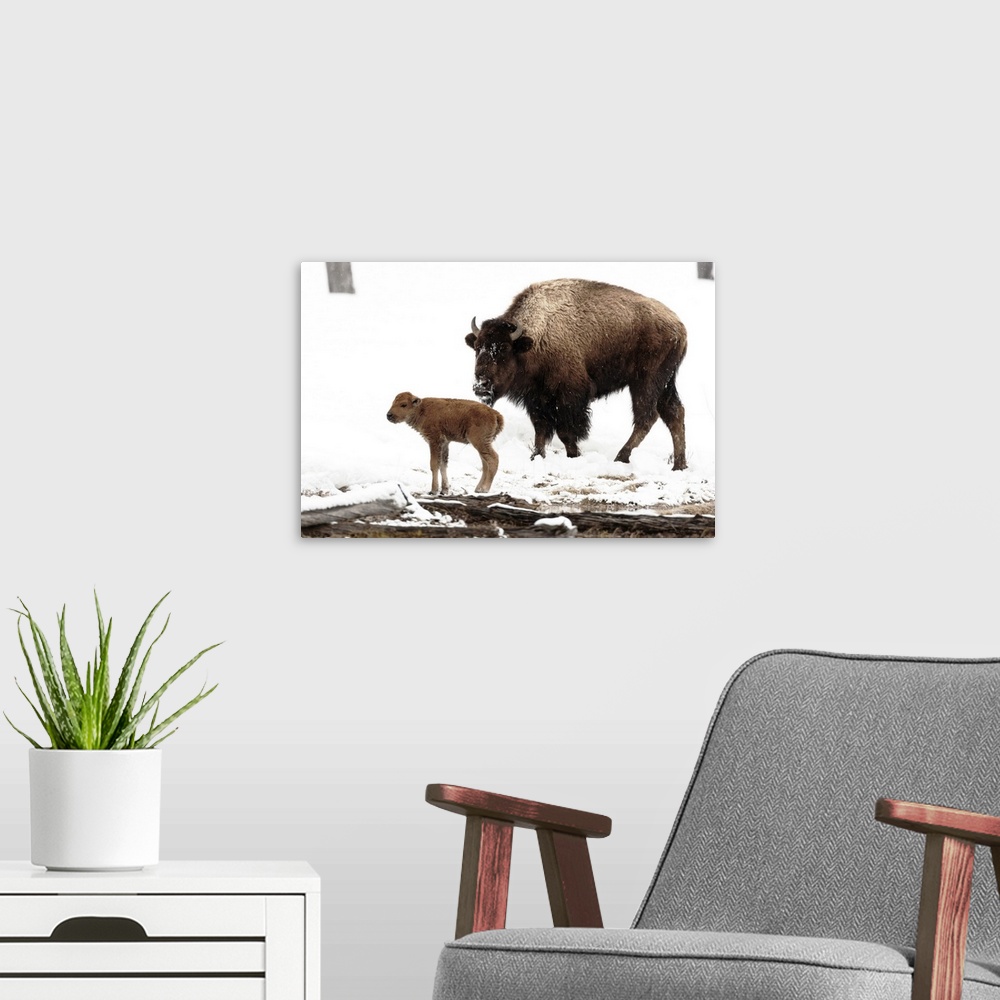 A modern room featuring Yellowstone National Park. A female bison feeds while her new born calf shivers in the spring snow.