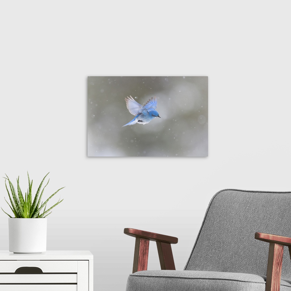A modern room featuring Yellowstone National Park, a male mountain bluebird hovers above a stream in a snowstorm looking ...