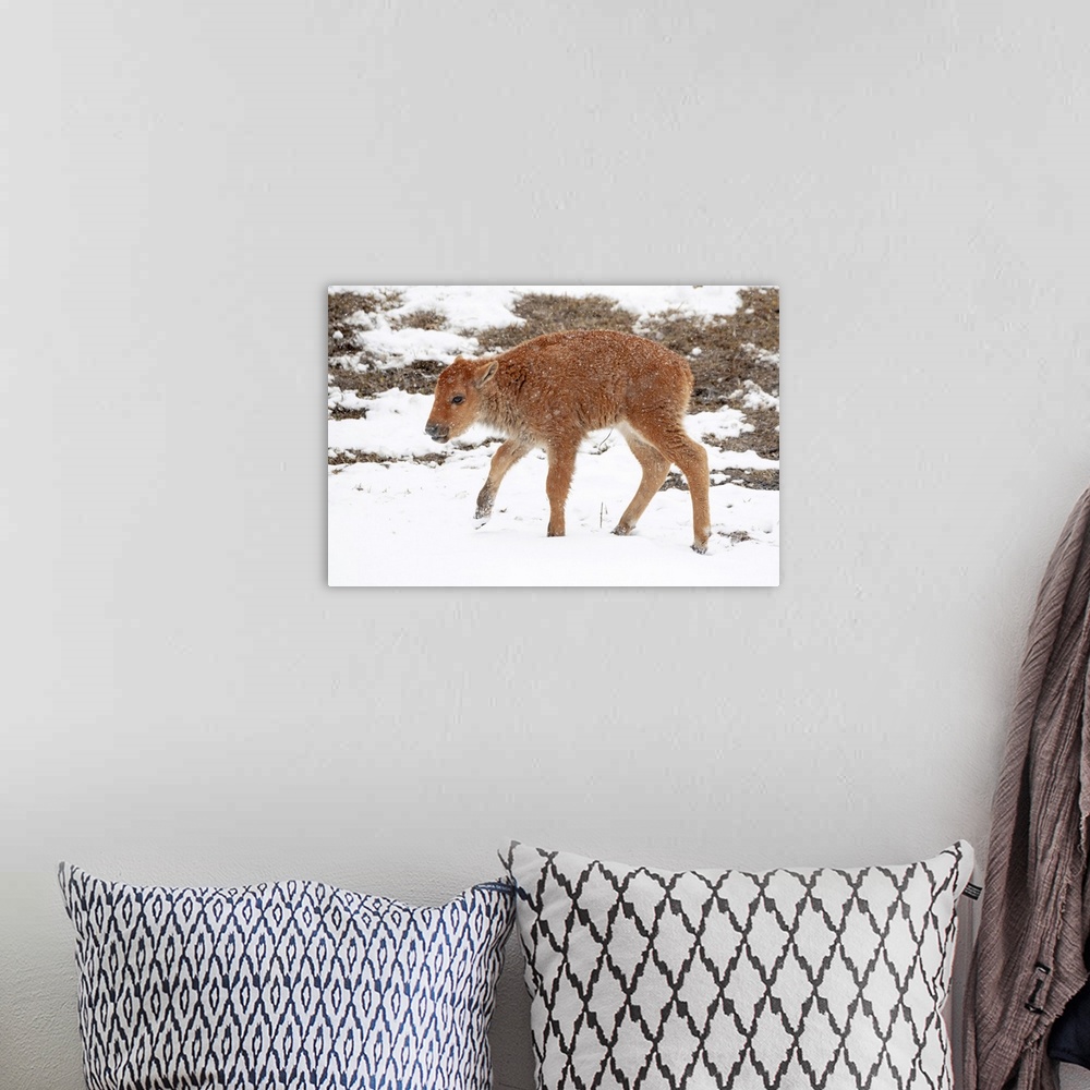 A bohemian room featuring Yellowstone National Park. A newborn bison calf standing in a spring snow storm.
