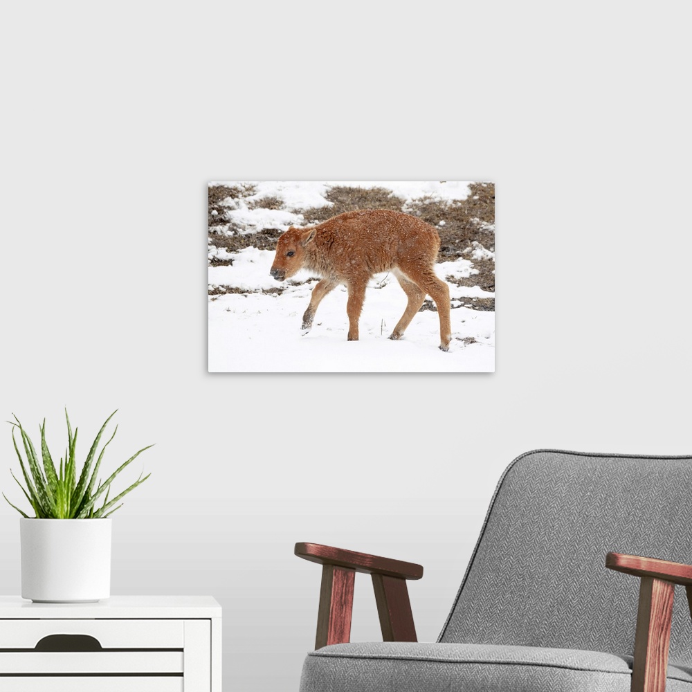 A modern room featuring Yellowstone National Park. A newborn bison calf standing in a spring snow storm.