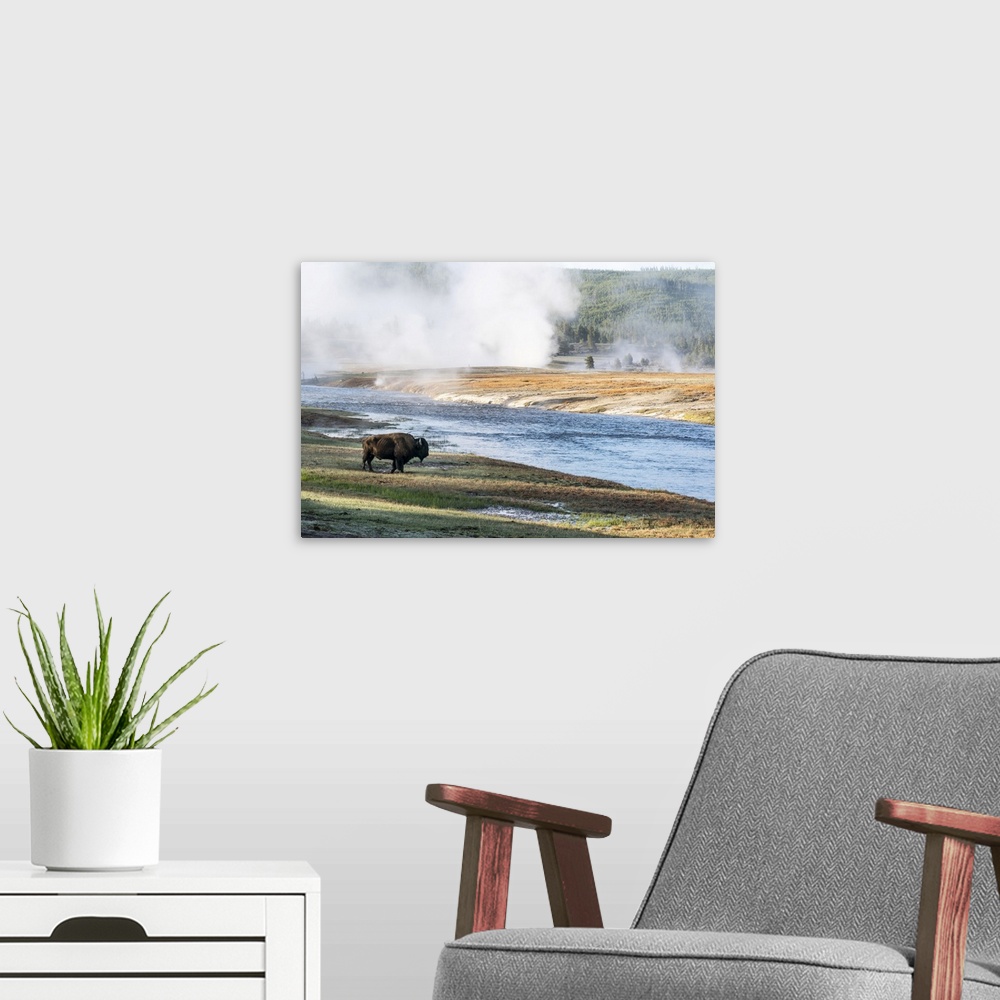 A modern room featuring Yellowstone National Park, American Bison Bull At Firehole River, Midway Geyser Basin