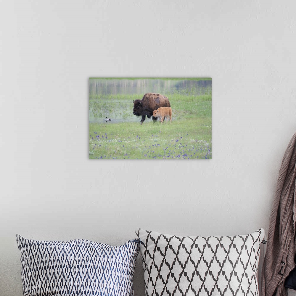 A bohemian room featuring Yellowstone National Park, Lamar Valley. American bison cow with her calf walk through wildflower...