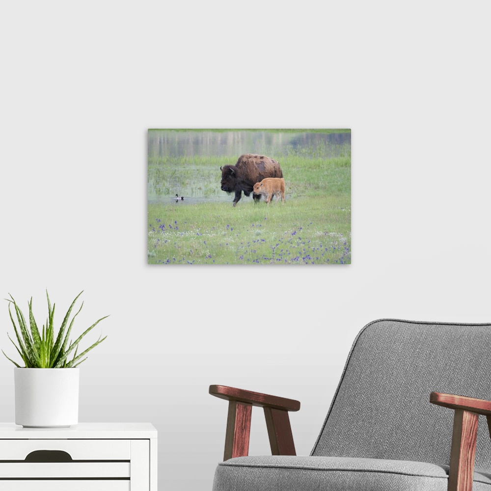 A modern room featuring Yellowstone National Park, Lamar Valley. American bison cow with her calf walk through wildflower...