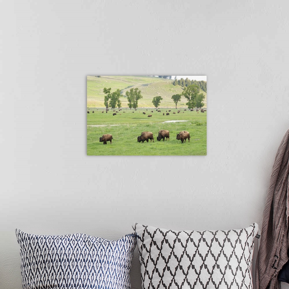 A bohemian room featuring Yellowstone National Park, Lamar Valley. Bison enjoying the green grass of spring.