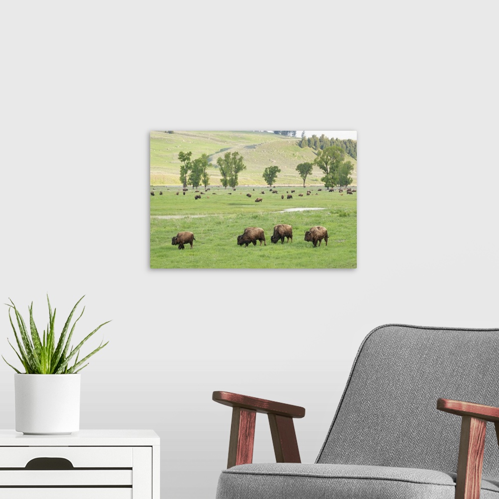 A modern room featuring Yellowstone National Park, Lamar Valley. Bison enjoying the green grass of spring.