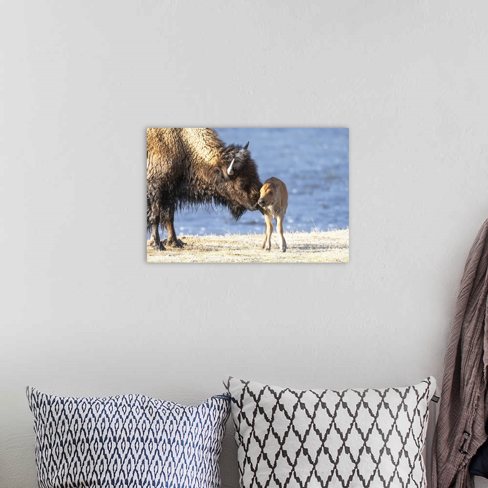 A bohemian room featuring Yellowstone National Park. The newborn bison calf is wet and cold after swimming the river.