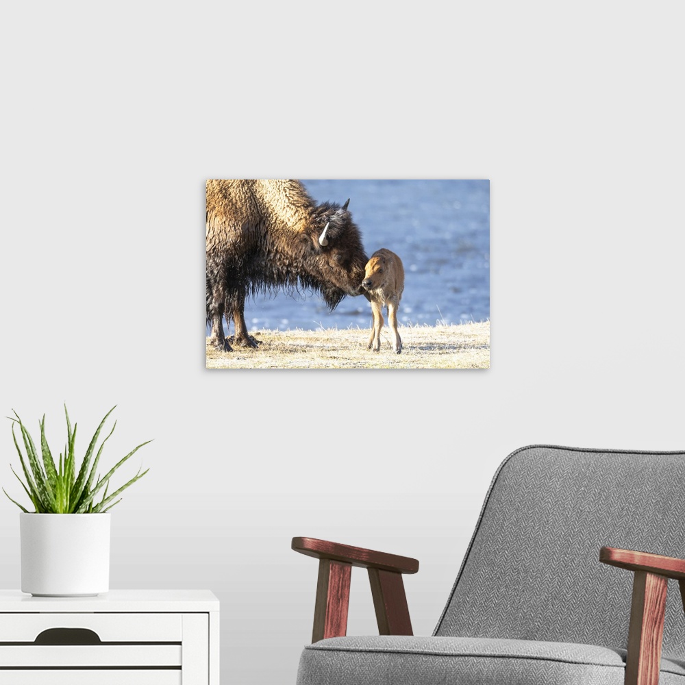 A modern room featuring Yellowstone National Park. The newborn bison calf is wet and cold after swimming the river.