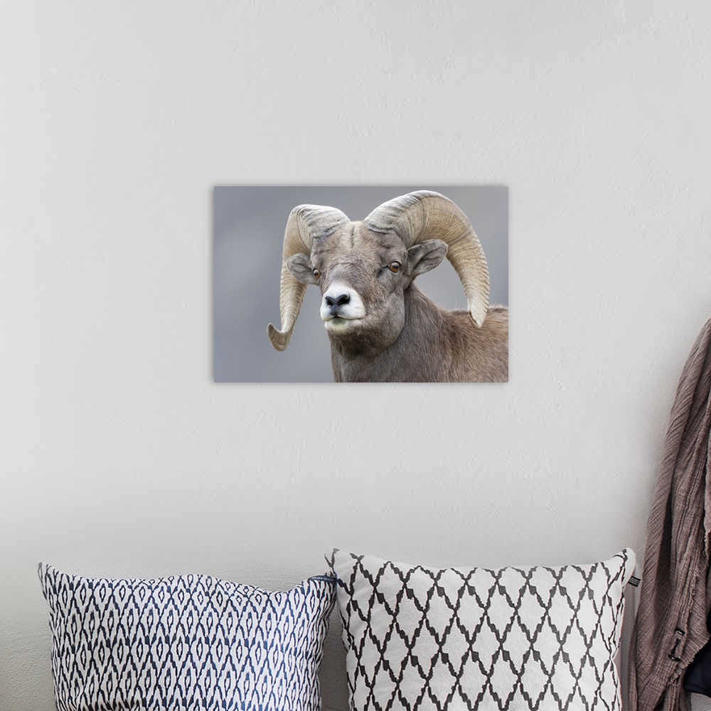 A bohemian room featuring Yellowstone National Park, Portrait Of A Bighorn Ram