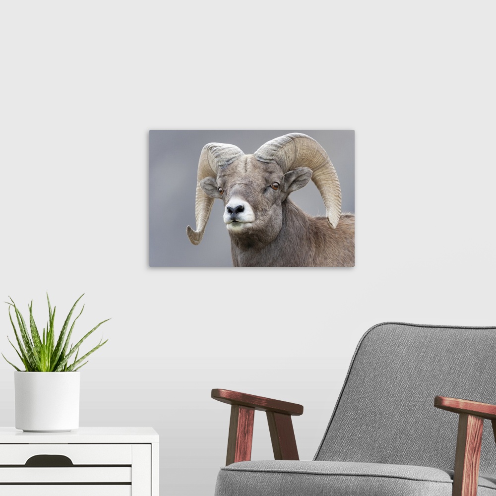 A modern room featuring Yellowstone National Park, Portrait Of A Bighorn Ram