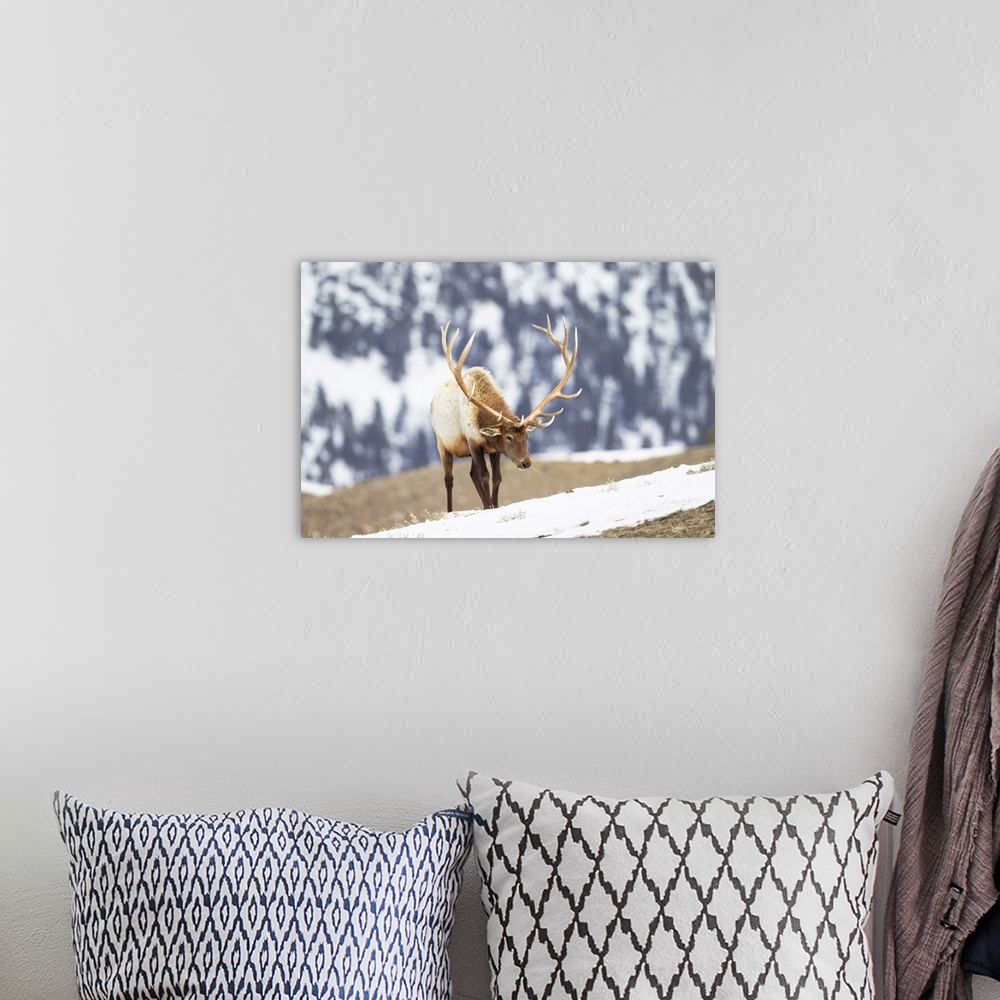 A bohemian room featuring Yellowstone National Park, portrait of a bull elk with massive antlers that he hasn't shed.
