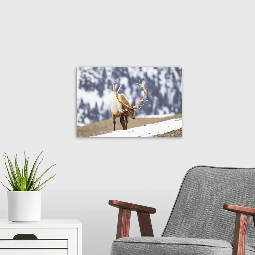 A modern room featuring Yellowstone National Park, portrait of a bull elk with massive antlers that he hasn't shed.