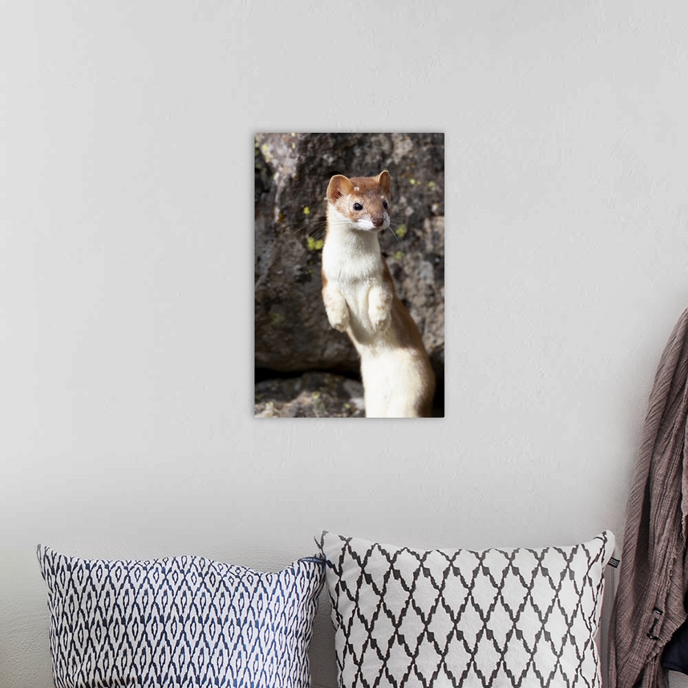 A bohemian room featuring Yellowstone National Park, portrait of a long-tailed weasel.