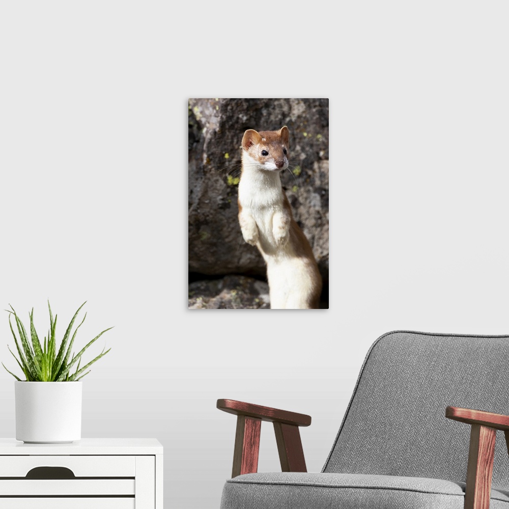 A modern room featuring Yellowstone National Park, portrait of a long-tailed weasel.