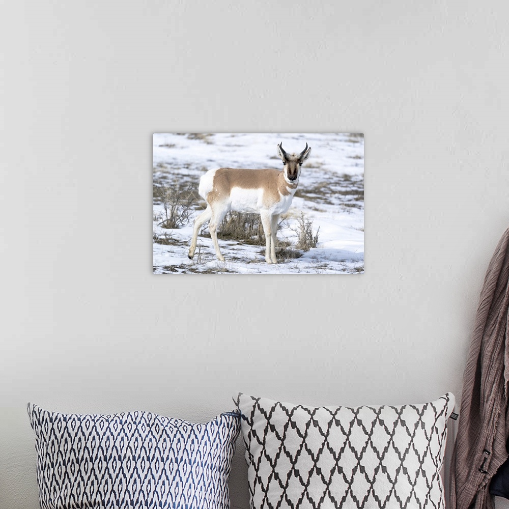 A bohemian room featuring Yellowstone National Park, portrait of a male pronghorn in winter snow.