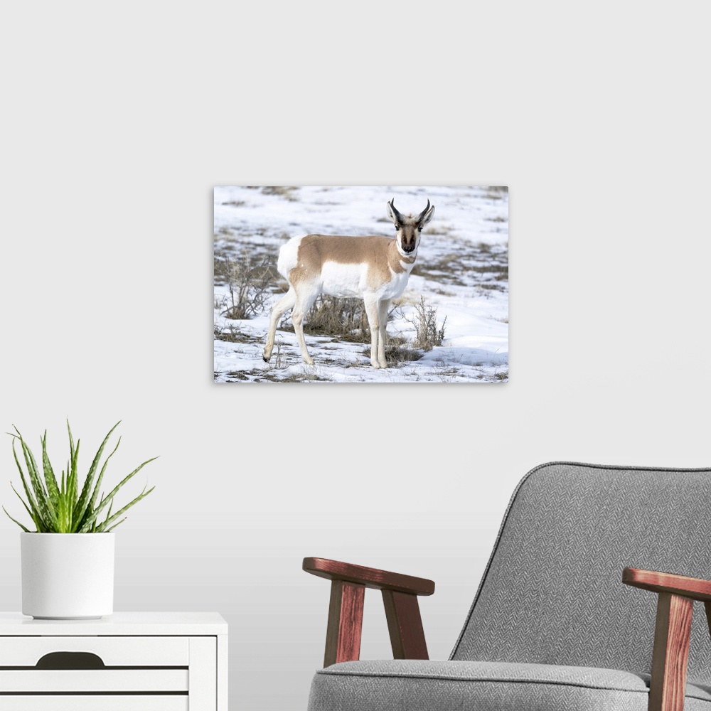 A modern room featuring Yellowstone National Park, portrait of a male pronghorn in winter snow.