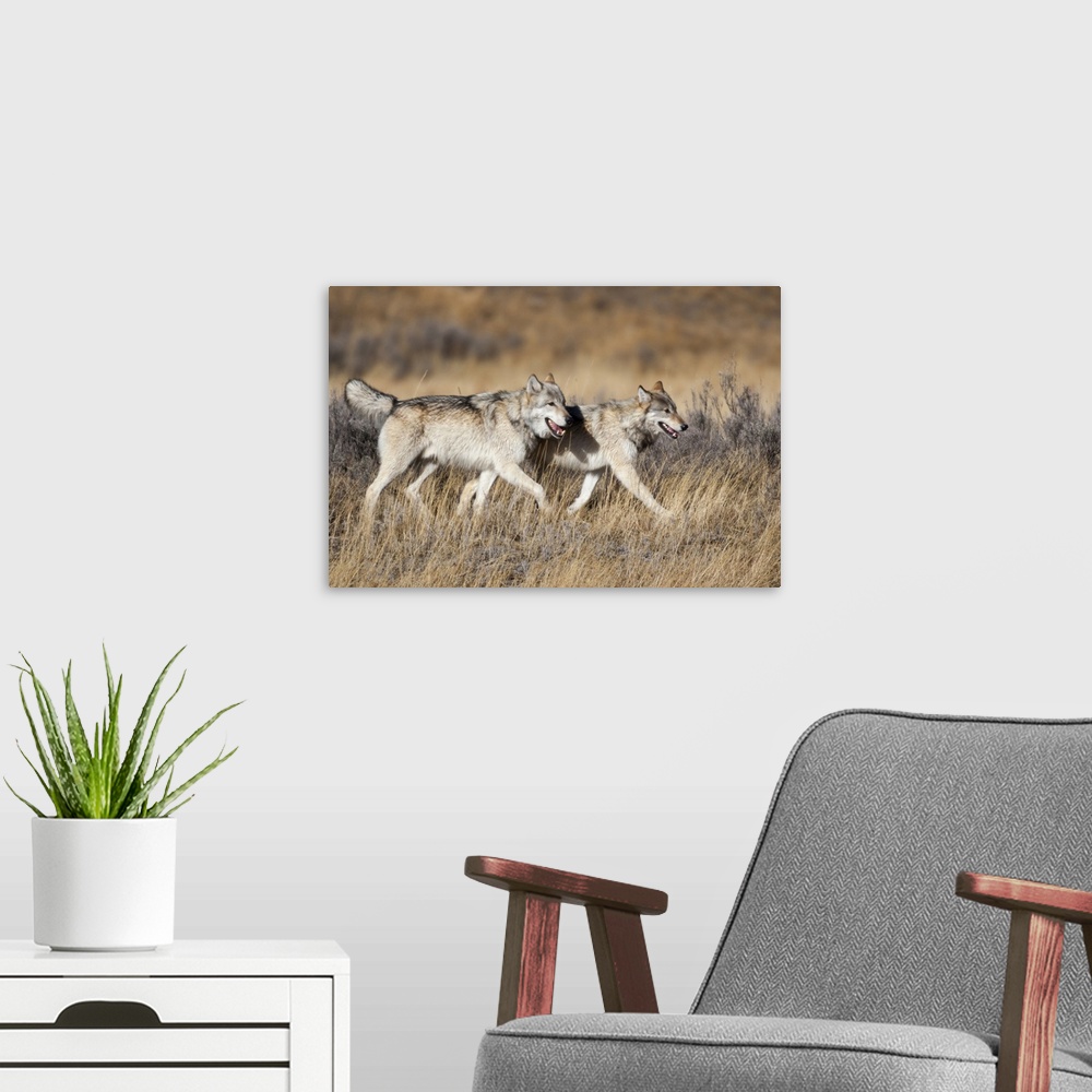 A modern room featuring Yellowstone National Park, two gray wolves move through the dry grass.