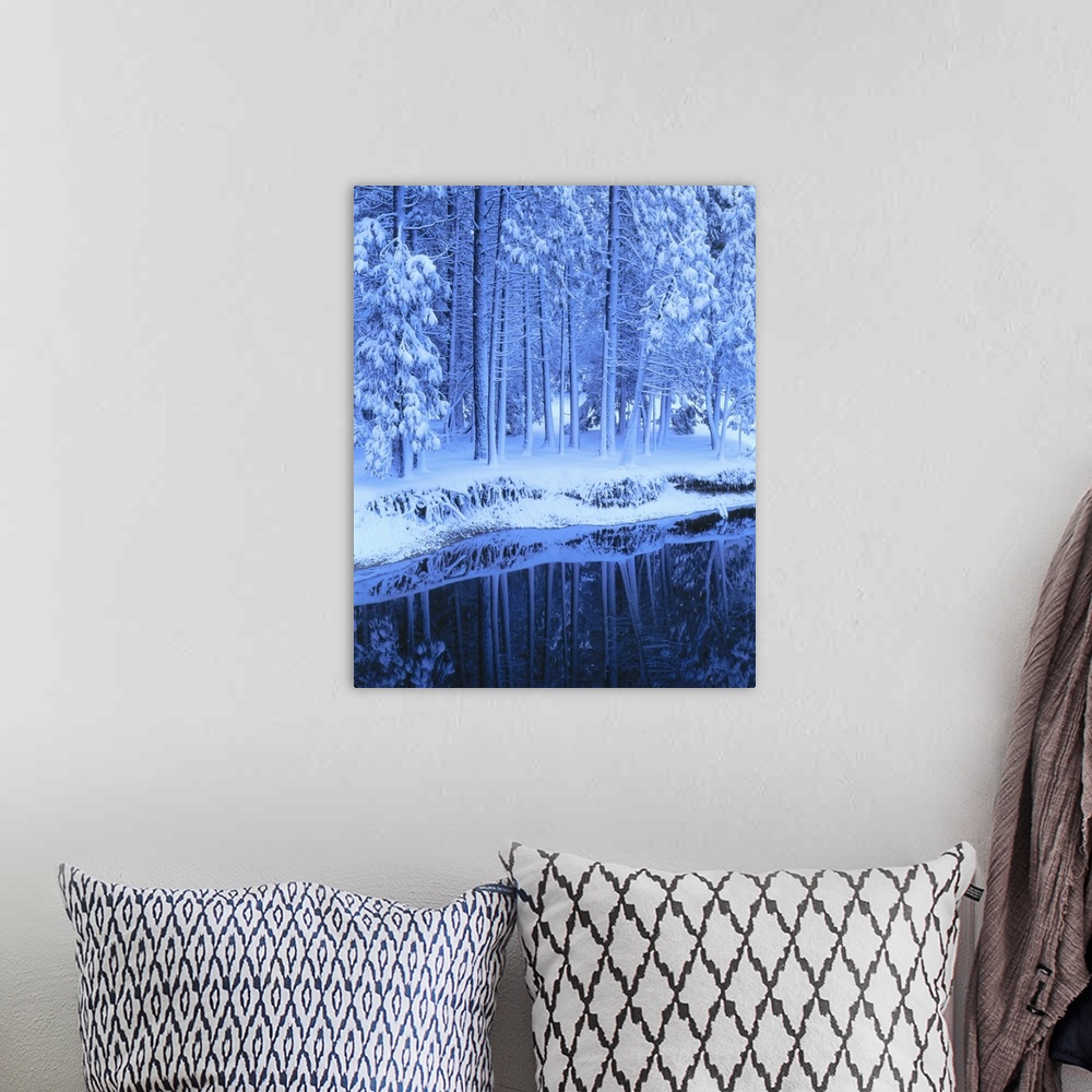 A bohemian room featuring Yosemite National Park, California, Fresh snow on conifers along Merced River