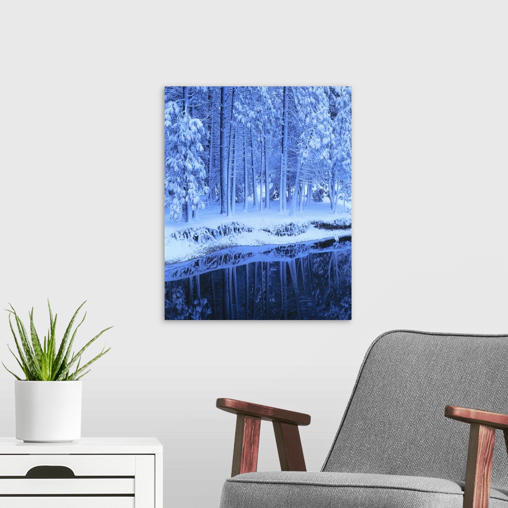 A modern room featuring Yosemite National Park, California, Fresh snow on conifers along Merced River