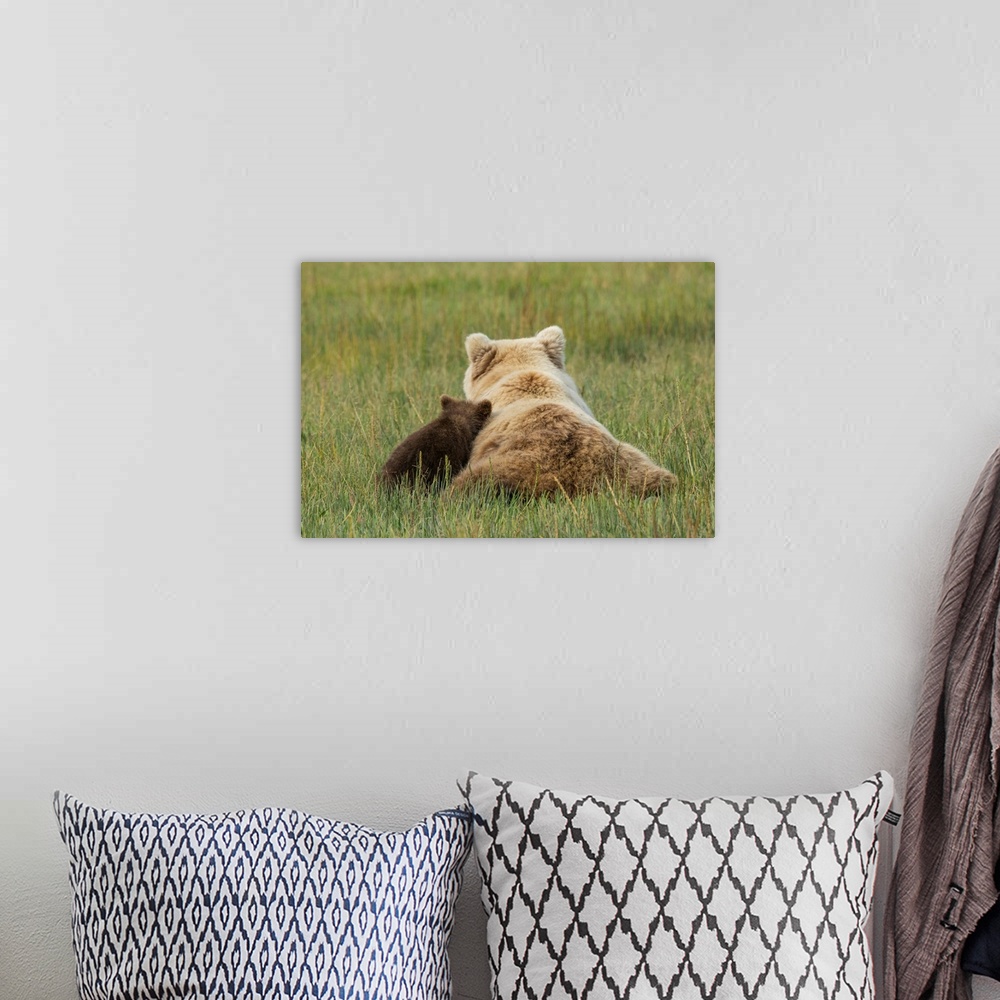 A bohemian room featuring Young coastal grizzly cub (Ursus arctos) leans against its mother while resting in a meadow. Lake...