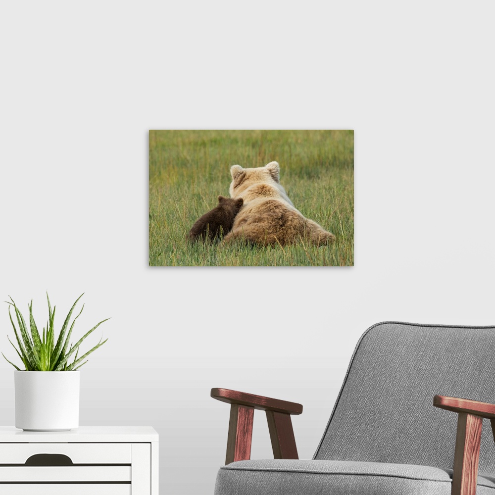 A modern room featuring Young coastal grizzly cub (Ursus arctos) leans against its mother while resting in a meadow. Lake...