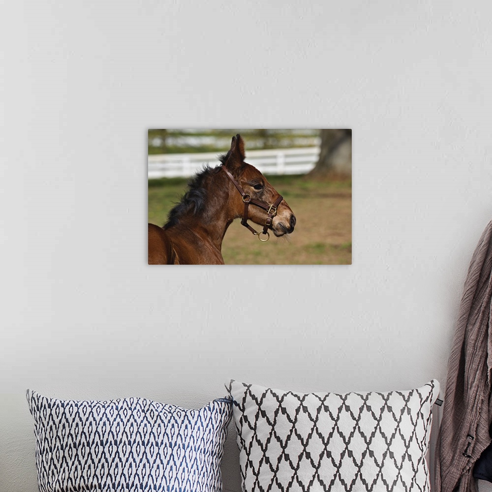 A bohemian room featuring Young colt, Kentucky Horse Park, Lexington, Kentucky
