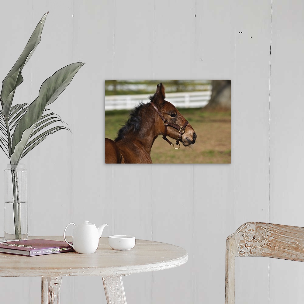 A farmhouse room featuring Young colt, Kentucky Horse Park, Lexington, Kentucky