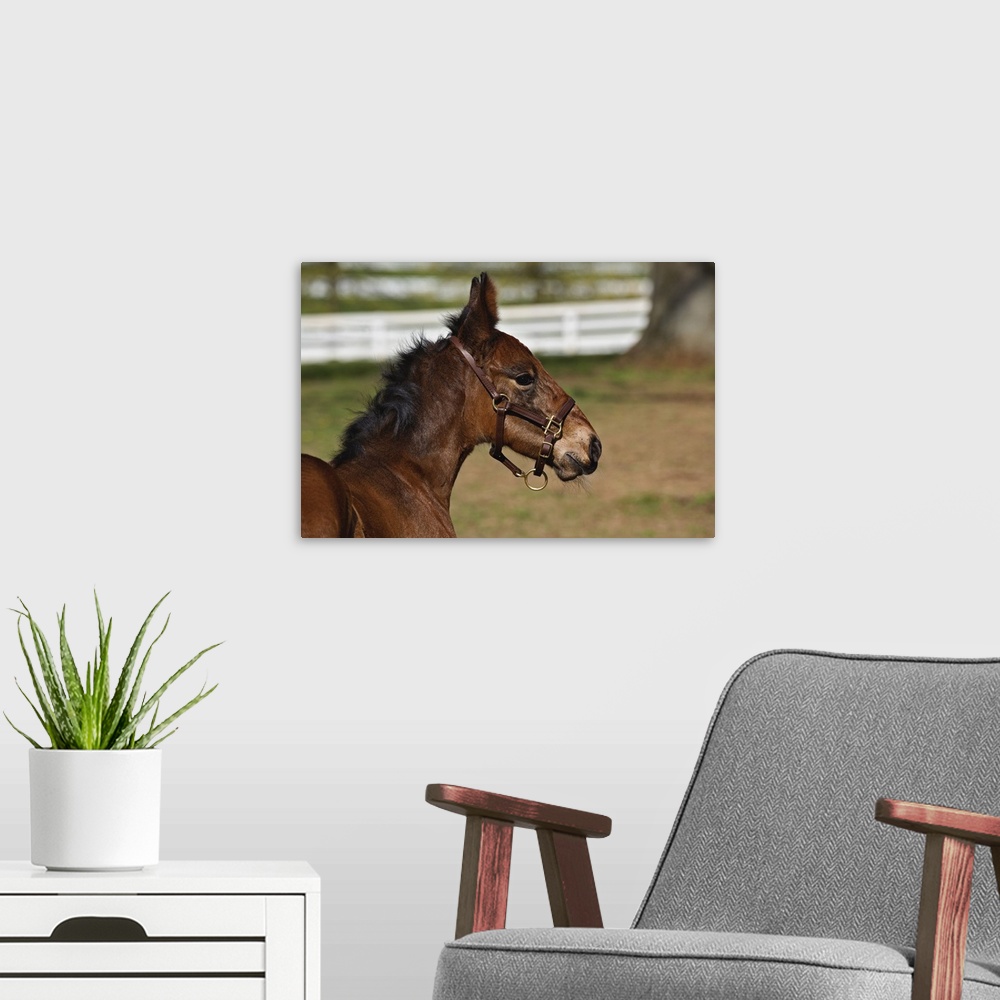 A modern room featuring Young colt, Kentucky Horse Park, Lexington, Kentucky