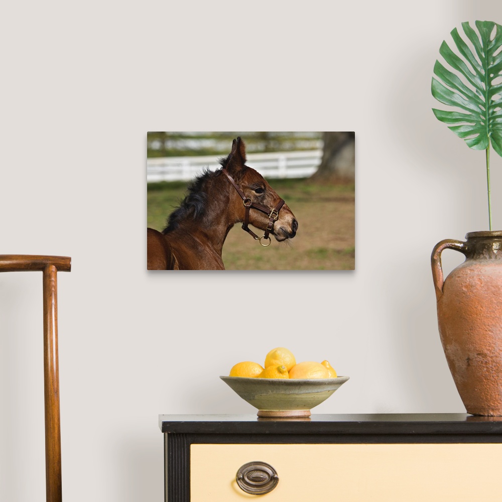 A traditional room featuring Young colt, Kentucky Horse Park, Lexington, Kentucky