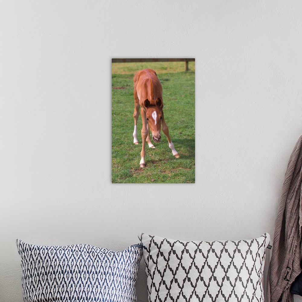 A bohemian room featuring A young colt testing out his unsteady legs, in a green pasture.