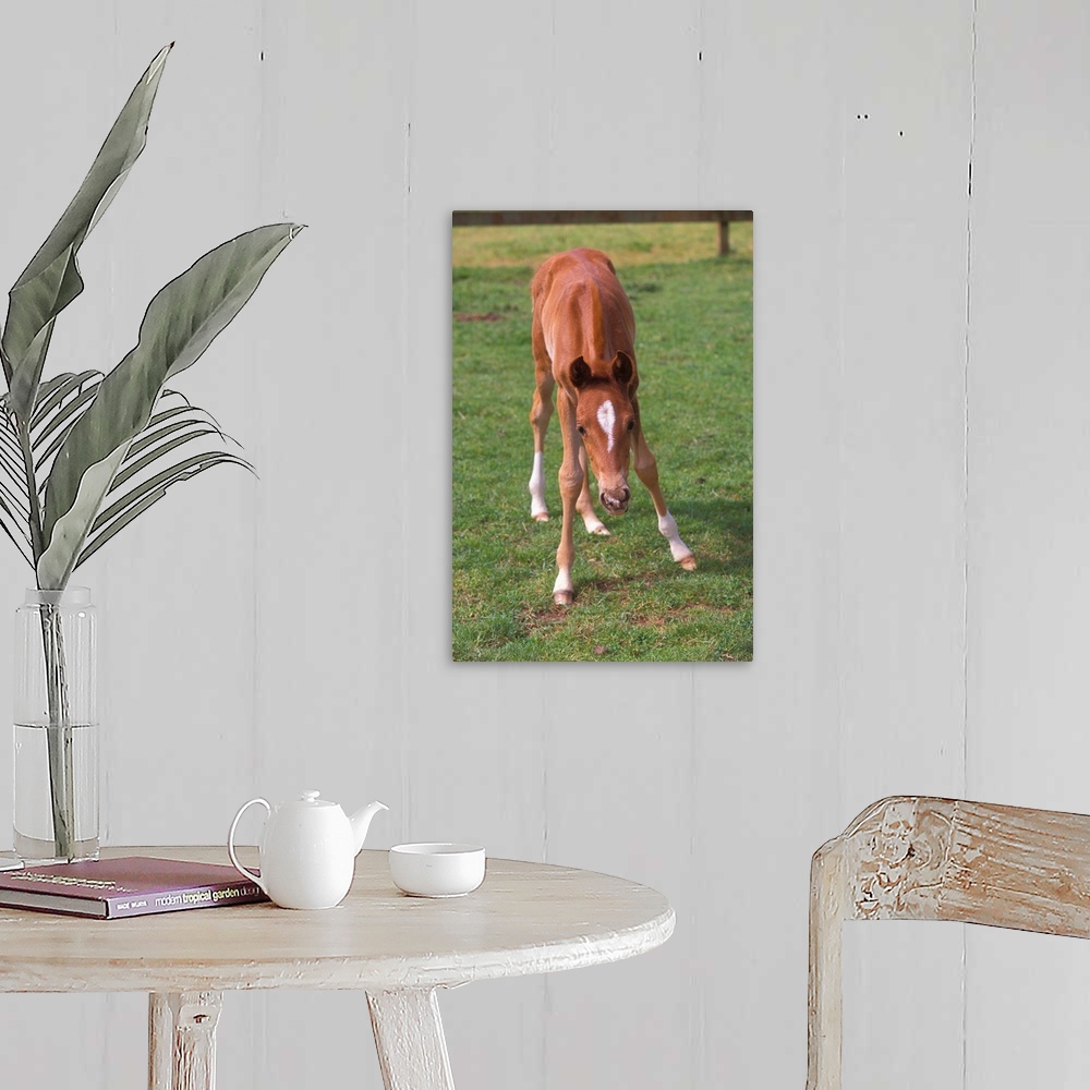 A farmhouse room featuring A young colt testing out his unsteady legs, in a green pasture.