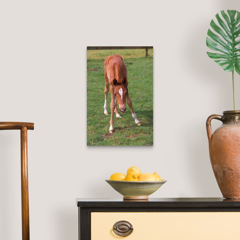 A traditional room featuring A young colt testing out his unsteady legs, in a green pasture.