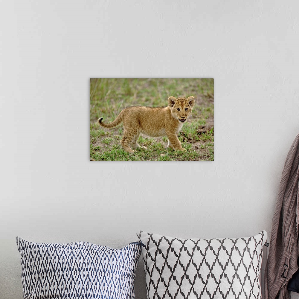A bohemian room featuring Young lion cub, Masai Mara Game Reserve, Kenya.