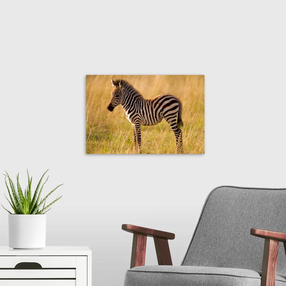 A modern room featuring Young Plains Zebra (Equus quagga) in grass, Masai Mara National Reserve, Kenya.