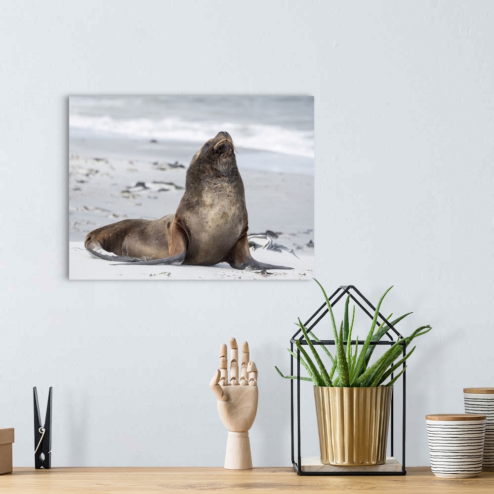 A bohemian room featuring Young South American sea lion bull on sandy beach, Falkland Islands.