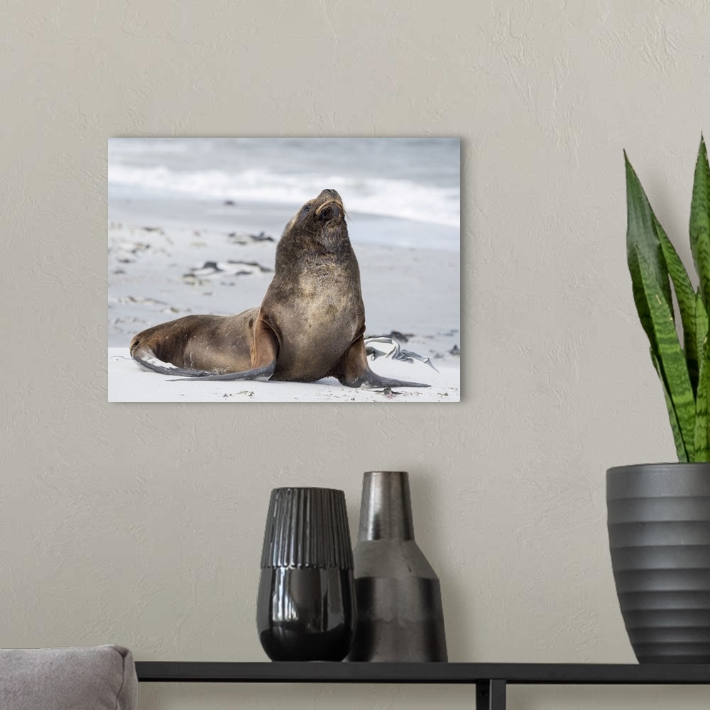 A modern room featuring Young South American sea lion bull on sandy beach, Falkland Islands.