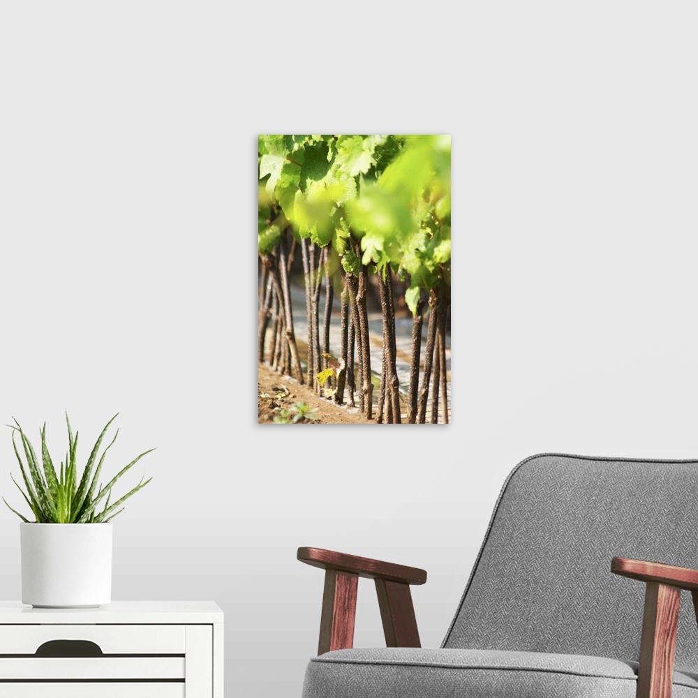 A modern room featuring Young vines in a row closely planted. Detail of the stems and the graft cut location. Fidal vine ...