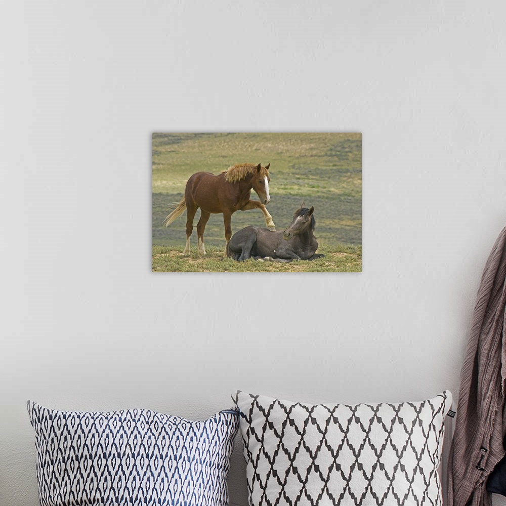A bohemian room featuring USA, Colorado, Moffat County. Young wild horse puts hoof an a reclining horse.