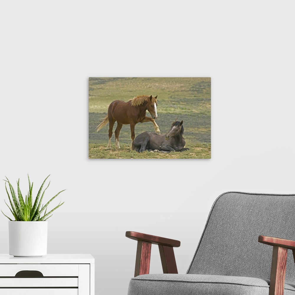 A modern room featuring USA, Colorado, Moffat County. Young wild horse puts hoof an a reclining horse.