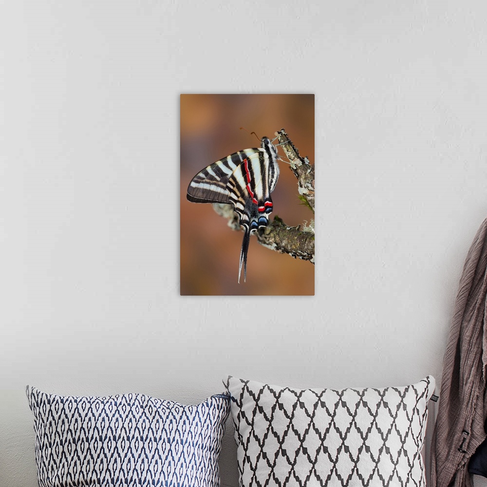 A bohemian room featuring Zebra Swallowtail Butterfly.