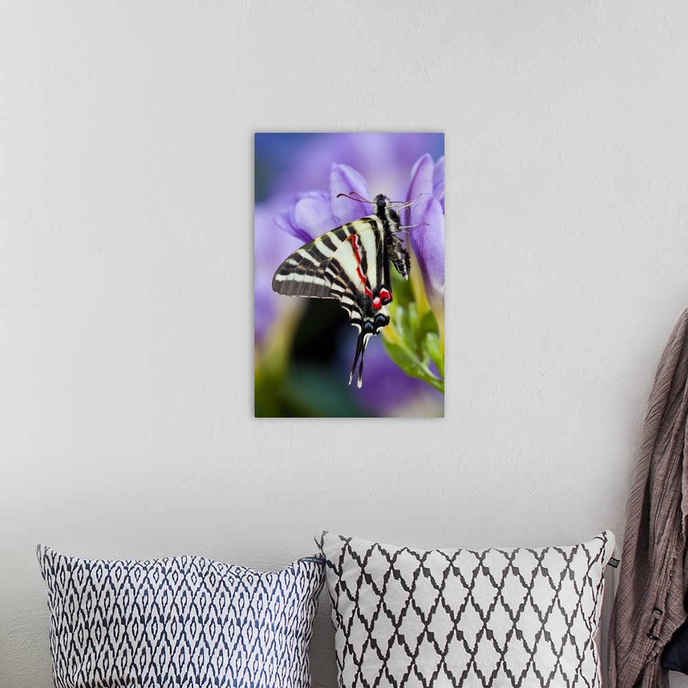 A bohemian room featuring Zebra Swallowtail, North American Swallowtail Butterfly.