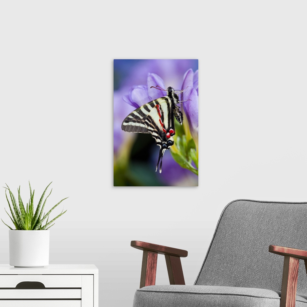 A modern room featuring Zebra Swallowtail, North American Swallowtail Butterfly.