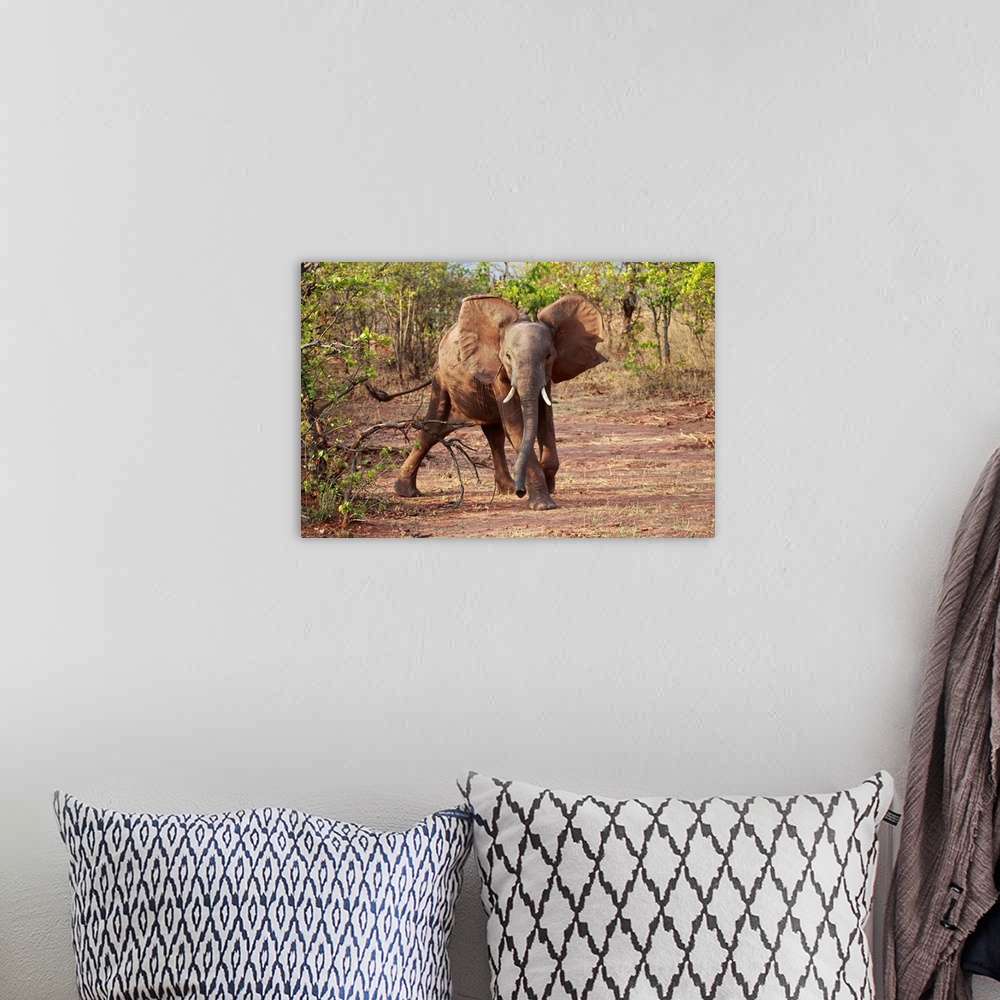A bohemian room featuring Africa, Zimbabwe, Bumi Hills. Elephants of Matusadona Park.