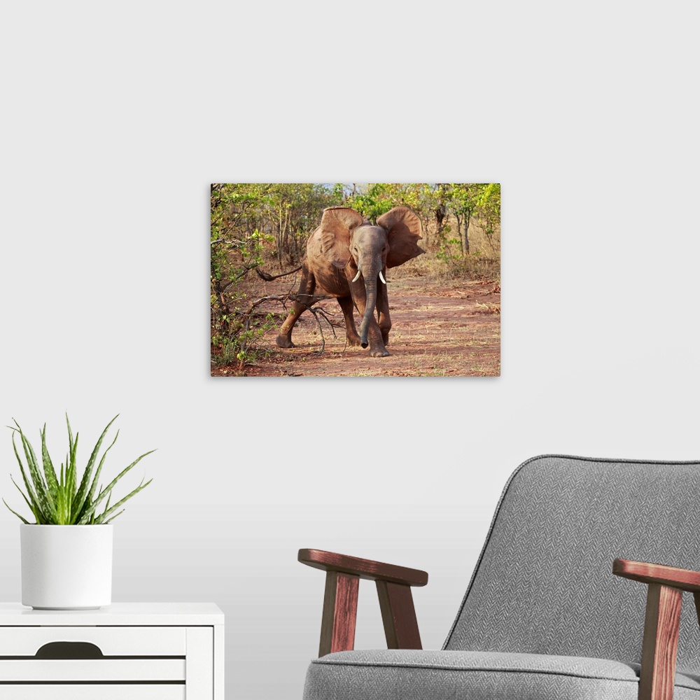 A modern room featuring Africa, Zimbabwe, Bumi Hills. Elephants of Matusadona Park.