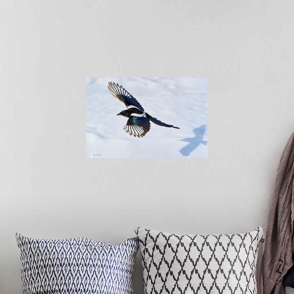 A bohemian room featuring A Black-billed Magpie (Pica pica) in flight with its shadow on snow in Dinosaur Provincial Park, ...