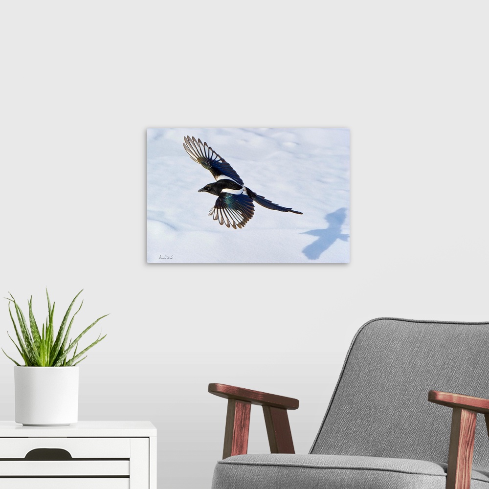 A modern room featuring A Black-billed Magpie (Pica pica) in flight with its shadow on snow in Dinosaur Provincial Park, ...